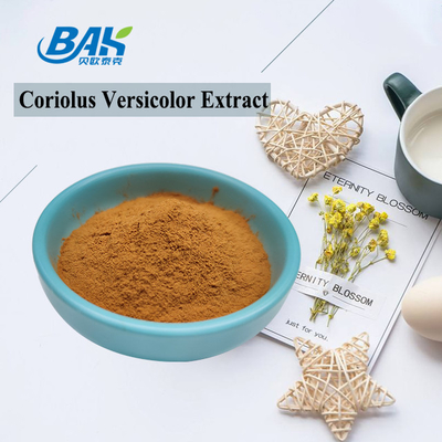 유기농 Coriolus Versicolor 버섯 추출물 보충제 갈색 노란색 분말