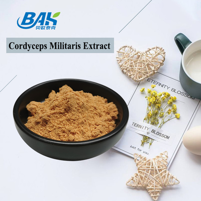 80~120 Mesh Cordyceps Militaris 추출 분말 공장 공급