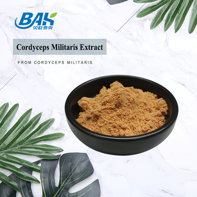 80~120 Mesh Cordyceps Militaris 추출 분말 공장 공급