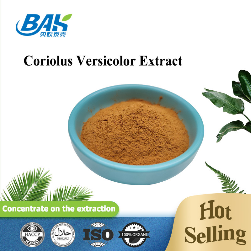 유기농 Coriolus Versicolor 버섯 추출물 보충제 갈색 노란색 분말