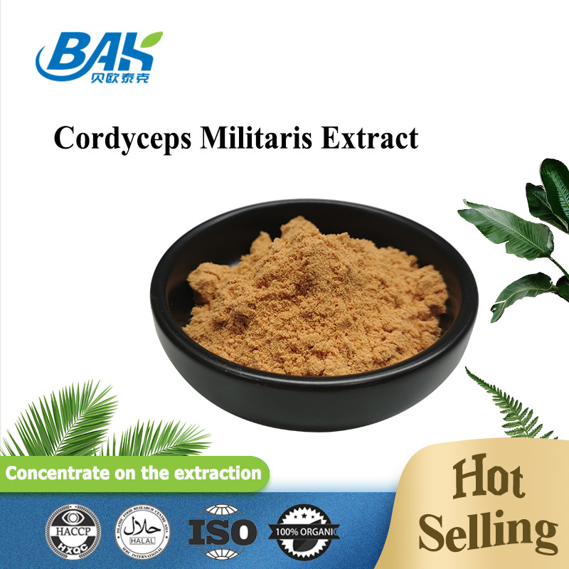 80~120 Mesh Cordyceps Militaris 추출 분말 공장 공급